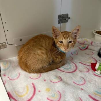 Geez -  Domestic Short Hair Cat for Adoption in San Antonio, Texas - Geez | PetCurious
