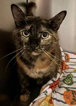 Monster Kitty -  Domestic Short Hair Cat for Adoption in Ocala, Florida - Monster Kitty | PetCurious