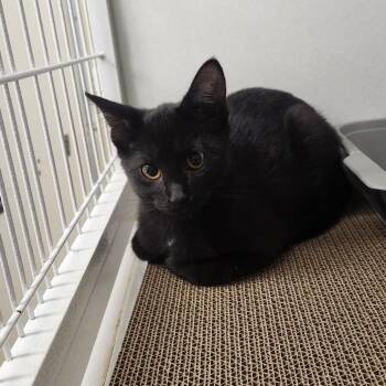 Honey -  Domestic Short Hair Cat for Adoption in Colorado Springs, Colorado - Honey | PetCurious