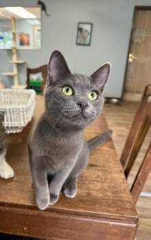 Rescue Russian Blue Cats for Adoption in Parlier, California - Cat 27341 (Blue Berry) | PetCurious