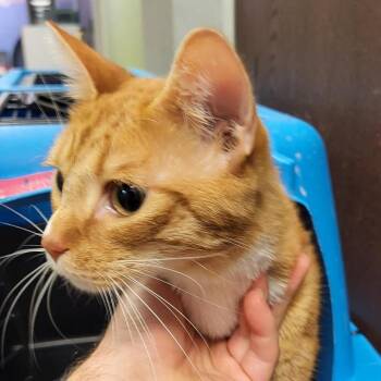 Limpkin -  Domestic Short Hair Cat for Adoption in New York, New York - Limpkin | PetCurious