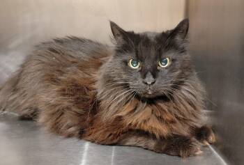 Rescue Domestic Long Hair Cats for Adoption in Pueblo, Colorado - Otter | PetCurious