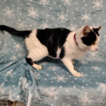 Domestic Short Hair Cats Available for Adoption - Checkers | PetCurious