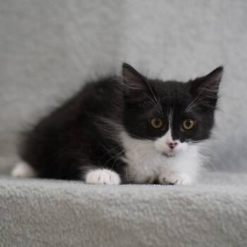 Cupcake -  Domestic Long Hair Cat for Adoption in Sunnyvale, California - Cupcake | PetCurious