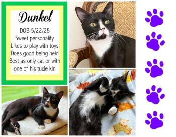 Dunkel -  Domestic Short Hair Cat for Adoption in Longview, Texas - Dunkel | PetCurious