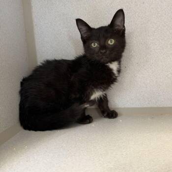 Peanut -  Domestic Short Hair Cat for Adoption in Davenport, Iowa - Peanut | PetCurious