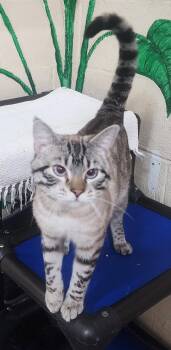 260517  Leopold -  Domestic Short Hair Cat for Adoption in Wetumpka, Alabama - 260517  Leopold | PetCurious