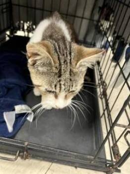 RACHAEL -  Domestic Short Hair Cat for Adoption in Stockton, California - RACHAEL | PetCurious