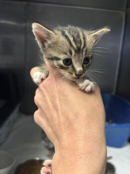 Cheeky -  Domestic Short Hair Cat for Adoption in Statesboro, Georgia - Cheeky | PetCurious