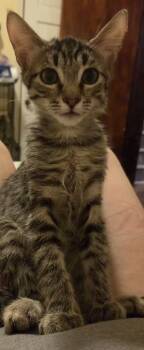 Ash -  Domestic Short Hair Cat for Adoption in Pocatello, Idaho - Ash | PetCurious