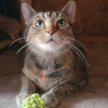 Lima -  Domestic Short Hair Cat for Adoption in Tipton, Indiana - Lima | PetCurious