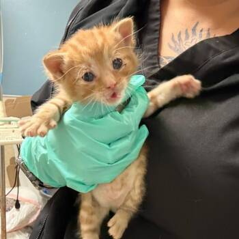 Domestic Short Hair Cats Available for Adoption in Riverside, California - TIGGER | PetCurious