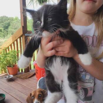 Scruffy -  Domestic Long Hair Cat for Adoption in Wadena, Minnesota - Scruffy | PetCurious