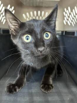 A137368 -  Domestic Short Hair Cat for Adoption in Palmetto, Florida - A137368 | PetCurious