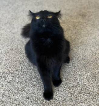 Domestic Short Hair Cats Available for Adoption - Thelma | PetCurious