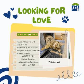 Rescue Tabby Cats for Adoption in Meriden, Connecticut - Madonna | PetCurious