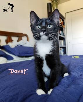 Donut -  Domestic Short Hair Cat for Adoption in Centerville, Utah - Donut | PetCurious