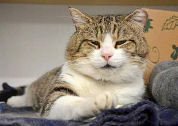 Domestic Medium Hair Cats Available for Adoption - MISO | PetCurious