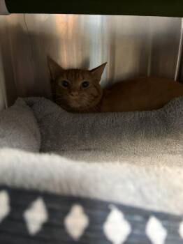 26-0551 "Lamb" -  Domestic Short Hair Cat for Adoption in Leavenworth, Kansas - 26-0551 "Lamb" | PetCurious