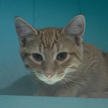 Chips -  Domestic Short Hair Cat for Adoption in Spencer, Indiana - Chips | PetCurious