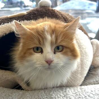 Domestic Long Hair Cats Available for Adoption - Loretta | PetCurious