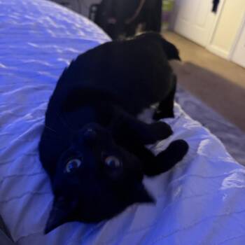 Domestic Short Hair Cats Available for Adoption - Holly | PetCurious