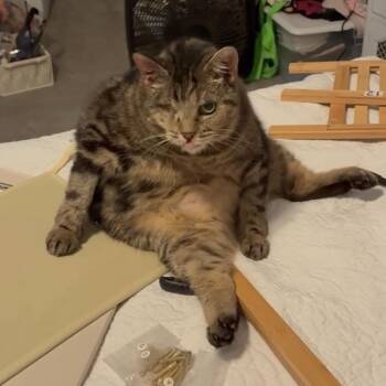 Lil Man -  Tabby Cat for Adoption in Lancaster, South Carolina - Lil Man | PetCurious