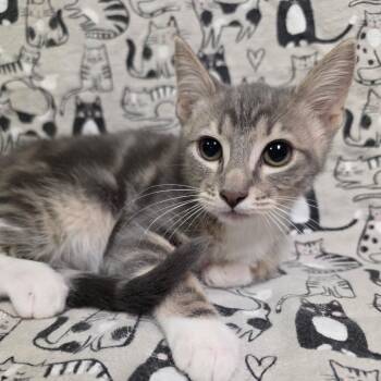 FLANNEL -  Domestic Short Hair Cat for Adoption in Graham, Washington - FLANNEL | PetCurious