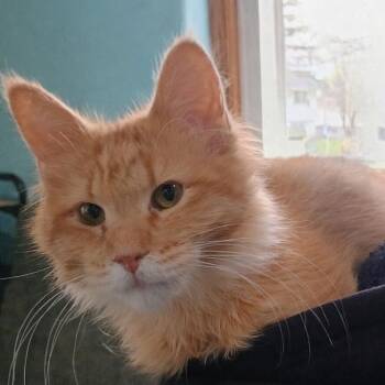 Domestic Long Hair Cats Available for Adoption in Farmington, Minnesota - Jimmy | PetCurious