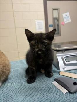 Pigeon -  Domestic Short Hair Cat Available for Adoption in Westland, Michigan - Pigeon | PetCurious