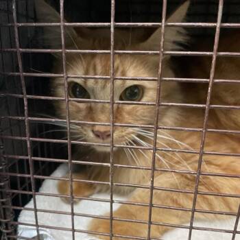 Akira -  Domestic Short Hair Cat for Adoption in Pasadena, California - Akira | PetCurious