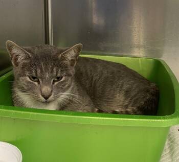 Rescue Domestic Short Hair Cats for Adoption in Westminster, Maryland - BUBBLES | PetCurious