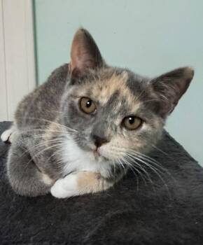 Cupcake -  Domestic Short Hair and Calico Cat for Adoption in Greensboro, North Carolina - Cupcake | PetCurious