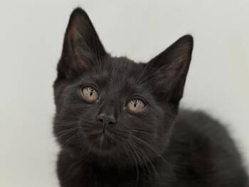 Lagoon -  Domestic Short Hair Cat for Adoption in Portland, Oregon - Lagoon | PetCurious