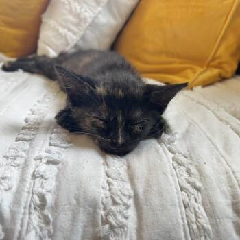 Jade -  Domestic Short Hair Cat for Adoption in Pacific Grove, California - Jade | PetCurious