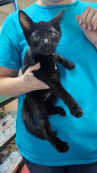 Mr. Fidget Bottom -  Domestic Short Hair Cat for Adoption in Salisbury, Maryland - Mr. Fidget Bottom | PetCurious
