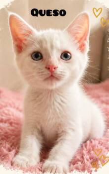 Queso -  Domestic Medium Hair Cat for Adoption in Shrewsbury, Massachusetts - Queso | PetCurious