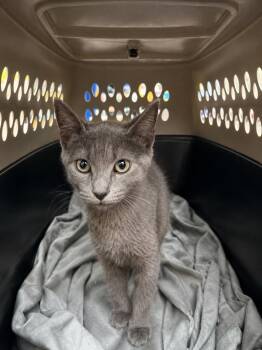 Jez -  Domestic Short Hair Cat for Adoption in Fort Lupton, Colorado - Jez | PetCurious