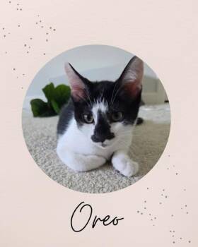 OREO -  Domestic Short Hair Cat for Adoption in Coquitlam, British Columbia - OREO | PetCurious