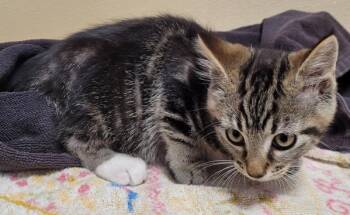 Froggy -  Domestic Short Hair Cat for Adoption in Vancouver, Washington - Froggy | PetCurious