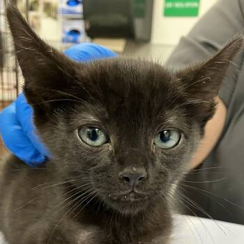 107578 -  Domestic Short Hair Cat for Adoption in Las Cruces, New Mexico - 107578 | PetCurious