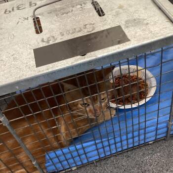 Raven -  Domestic Short Hair Cat for Adoption in Montgomery, Alabama - Raven | PetCurious