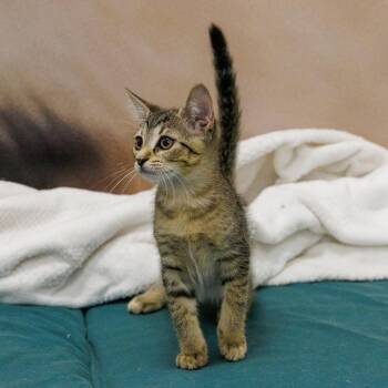 Tinker Tot -  Tabby and Domestic Short Hair Cat for Adoption in St. Cloud, Florida - Tinker Tot | PetCurious