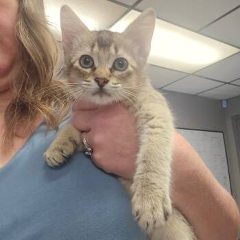 Olympus -  Domestic Short Hair Cat for Adoption in Spokane, Washington - Olympus | PetCurious