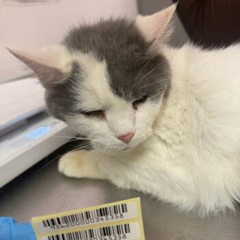 Lauren -  Domestic Medium Hair Cat for Adoption in Charleston, West Virginia - Lauren | PetCurious
