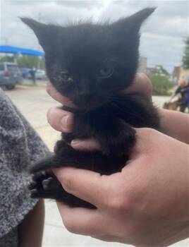 Domestic Short Hair Cats Available for Adoption in Dallas, Texas - BUZZ | PetCurious