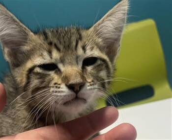 Domestic Short Hair Cats Available for Adoption in Houston, Texas - SUNSHINE | PetCurious