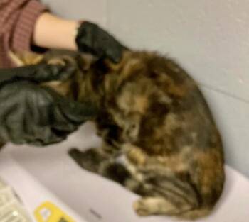 Catherine -  Domestic Short Hair Cat for Adoption in Cincinnati, Ohio - Catherine | PetCurious