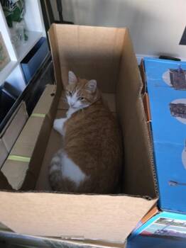 LUKE -  Domestic Medium Hair Cat for Adoption in Long Beach, California - LUKE | PetCurious