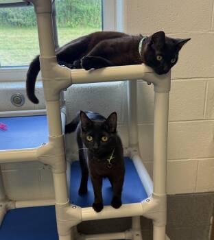 Zara & Lyric -  Domestic Short Hair Cat for Adoption in Stratford, Connecticut - Zara & Lyric | PetCurious